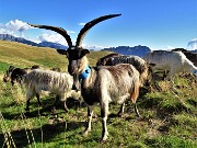 74 Ai Piani dell'Avaro capre orobiche al pascolo 